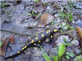 Navadni močerad (Salamandra salamandra)